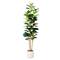7ft. Fiddle Leaf Tree in Decorative White Planter